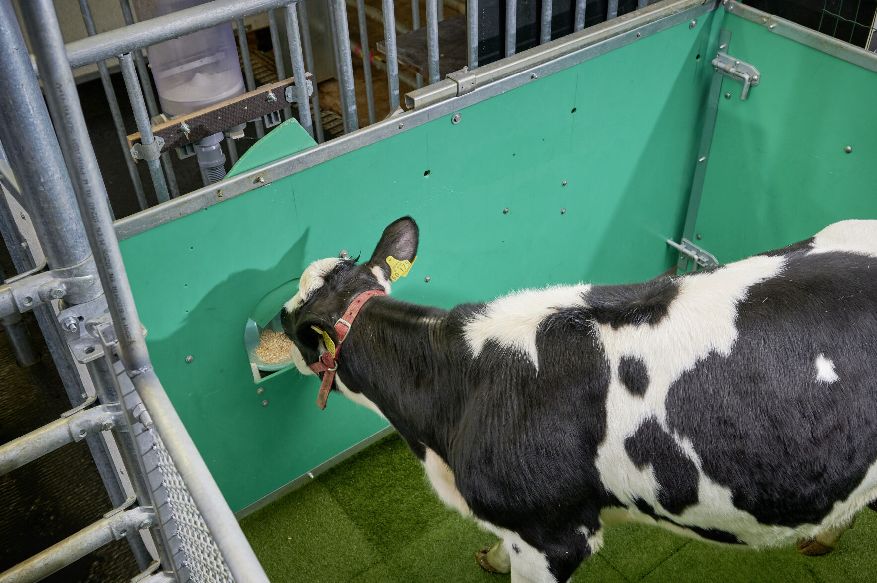 Scientists are potty-training cows in a bid to help save the planet